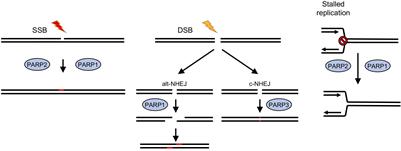 Dictyostelium discoideum as a Model to Assess Genome Stability Through DNA Repair